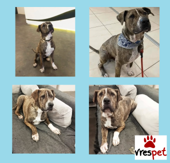 Ράτσα: Αμερικάνικο Σταφορντσάιρ τεριέ - American Staffordshire Terrier | Ηλικία: 4 ετών | Φύλο: Αρσενικό | Αρ. Microchip: 981021212121212 | Περιοχή: Αττική